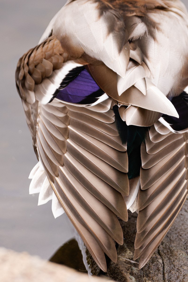 stokkand - ML644550961