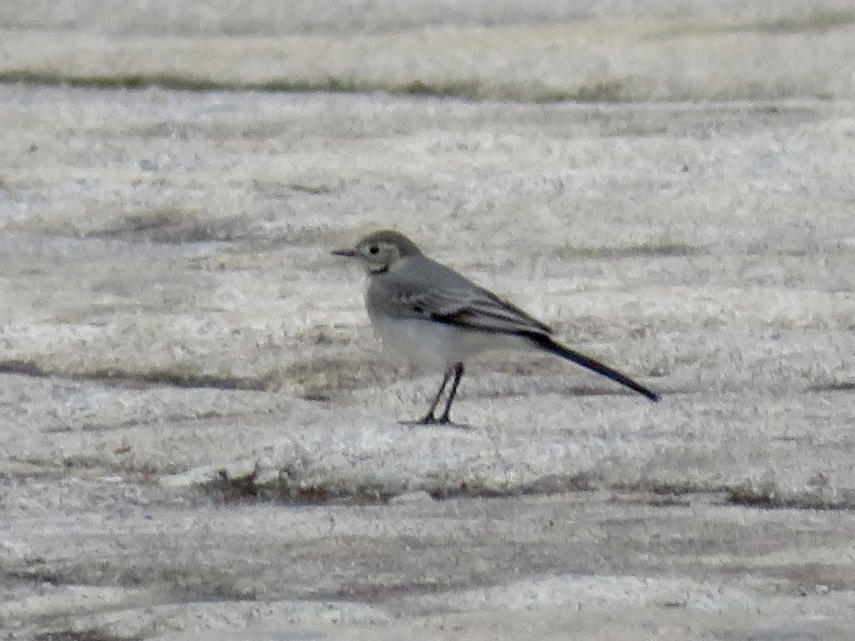 Bergeronnette grise - ML644550962