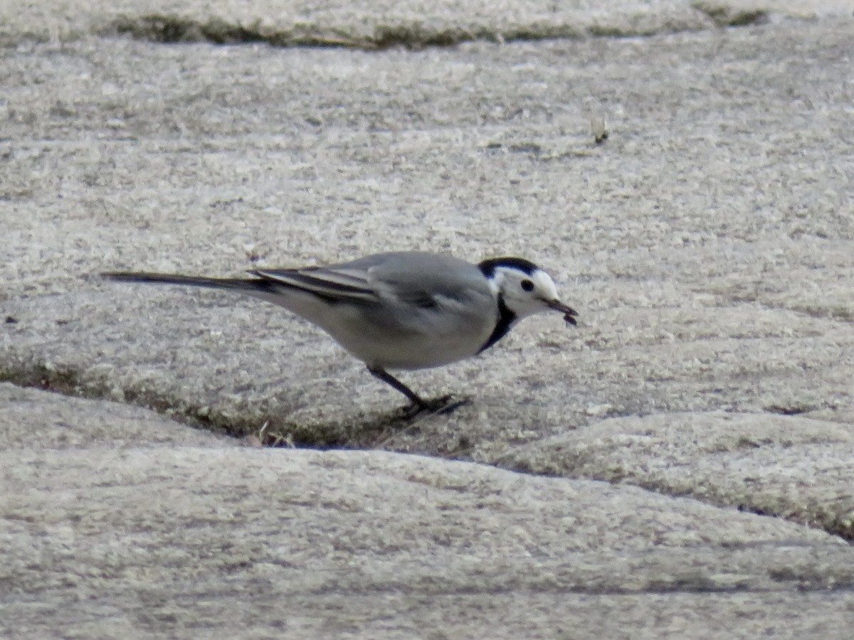 Bergeronnette grise - ML644550963