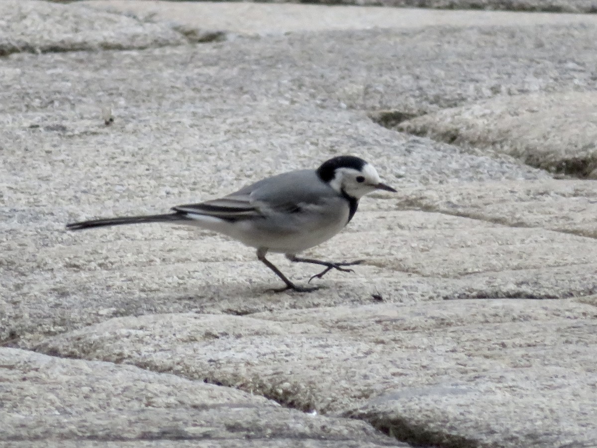 Bergeronnette grise - ML644550964