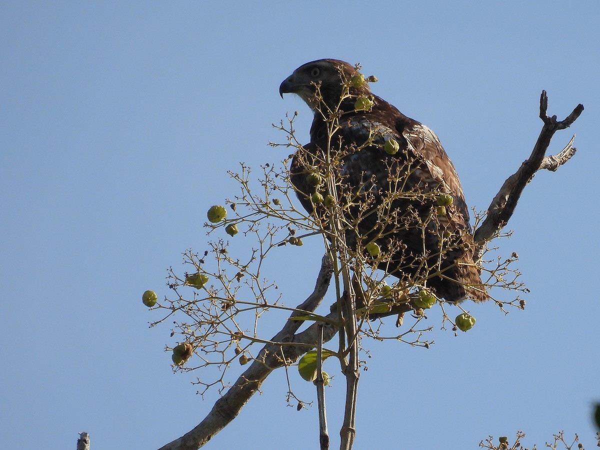 rødstjertvåk - ML644550965