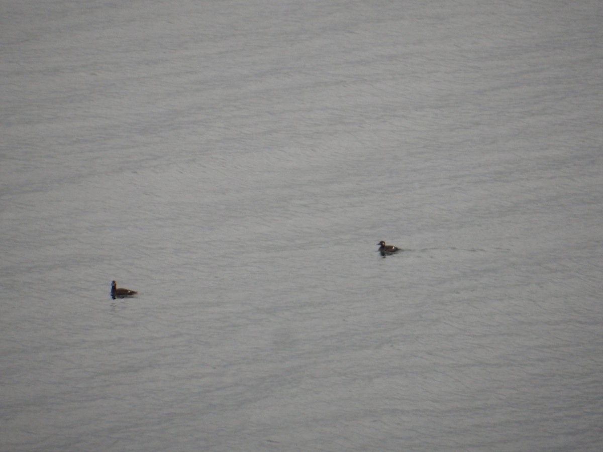 amerikasjøorre - ML644550966