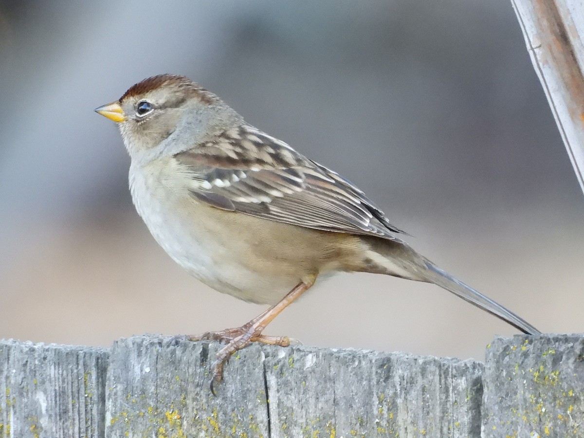 hvitkronespurv - ML644550967