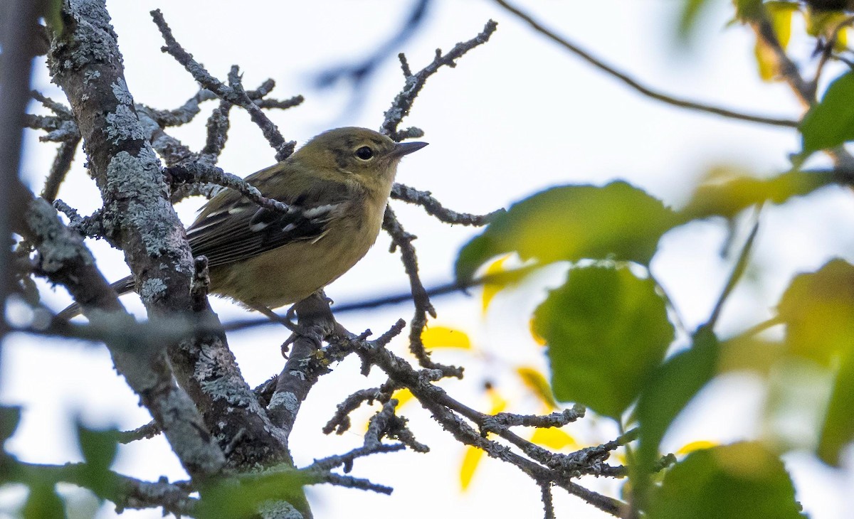 kastanjeparula - ML644550968