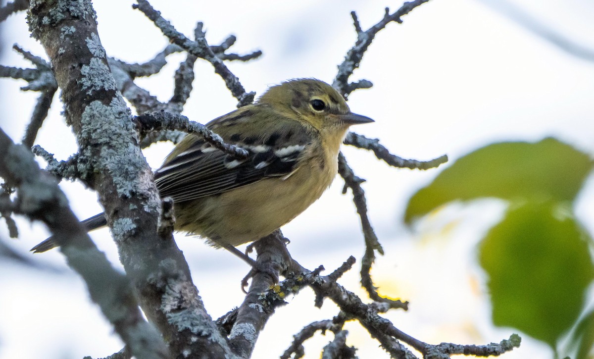 kastanjeparula - ML644550969