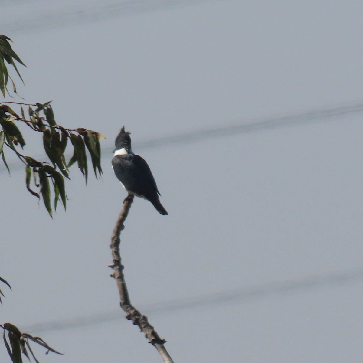 belteisfugl - ML644550970