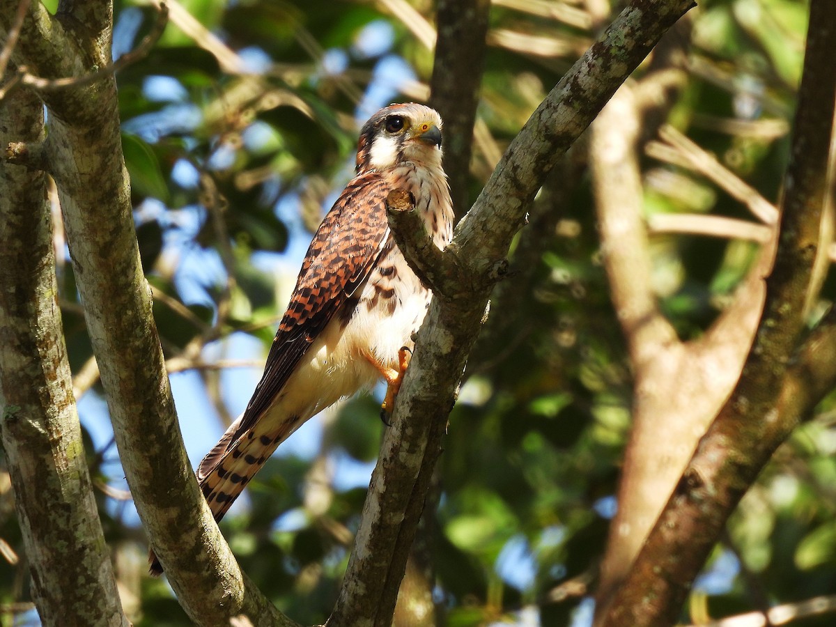 American Kestrel - ML644550973