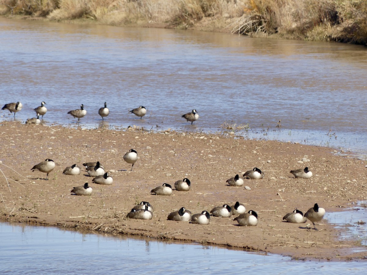 Canada Goose - ML644550978