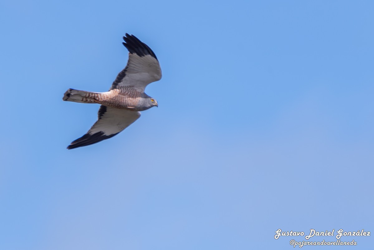 アンデスチュウヒ - ML644550980