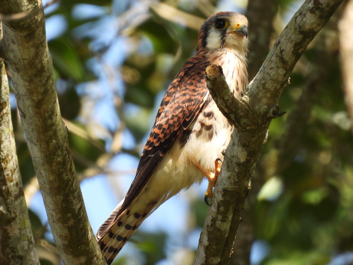 American Kestrel - ML644550981