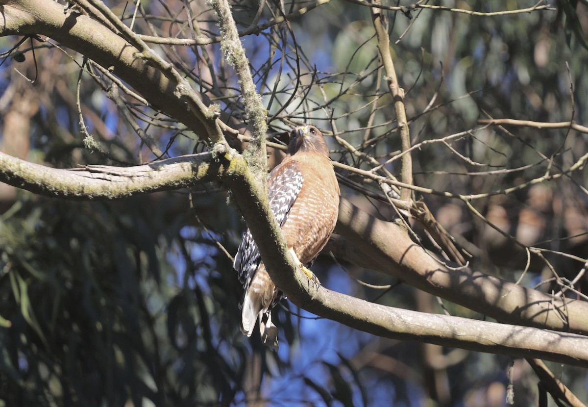 Red-shouldered Hawk - ML644550982