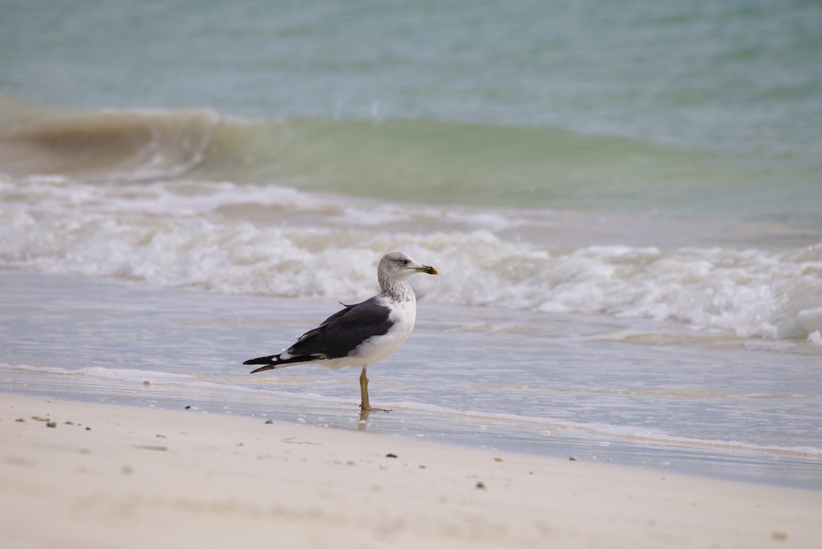 Lesser Black-backed Gull - ML644550991