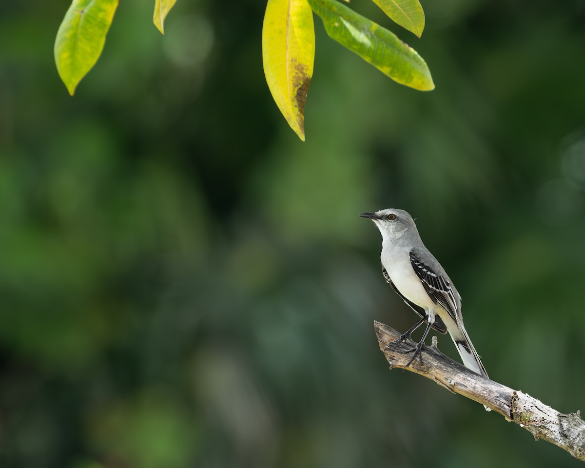 Tropical Mockingbird - ML644550992