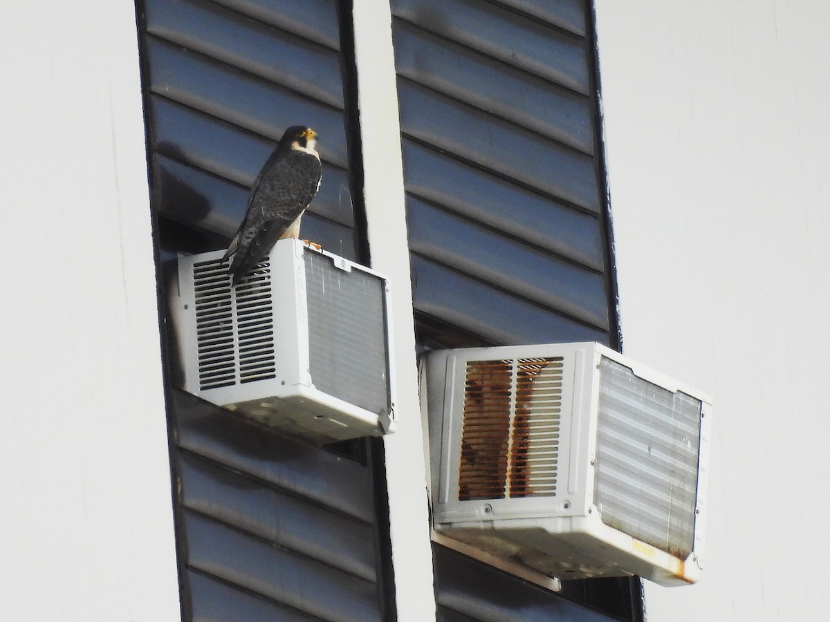 Belatz handia - ML644550993