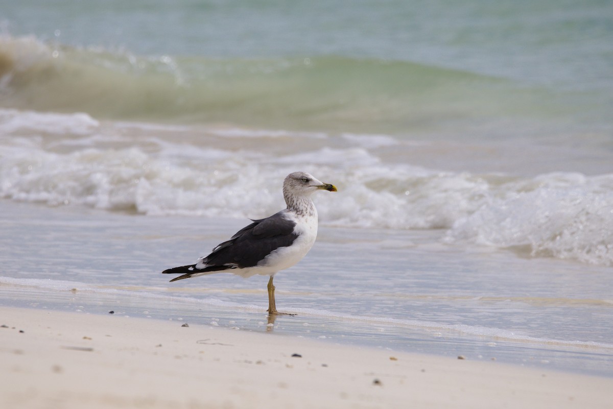 Lesser Black-backed Gull - ML644550995