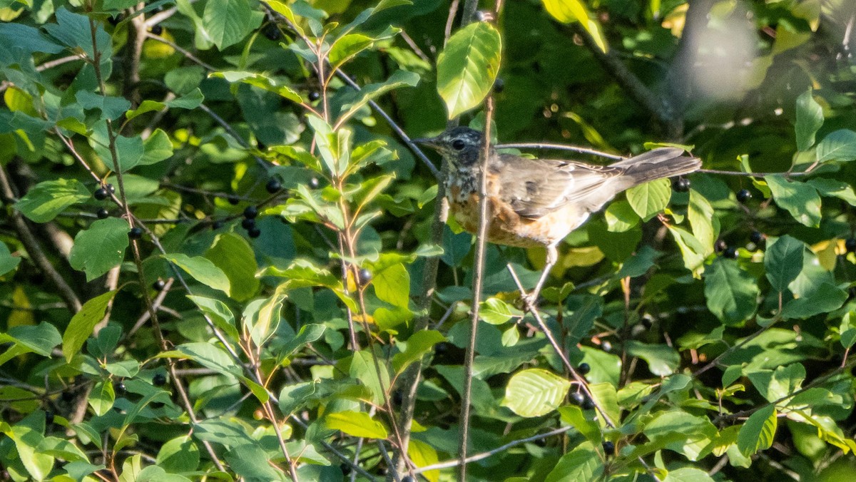 קיכלי נודד - ML644550998