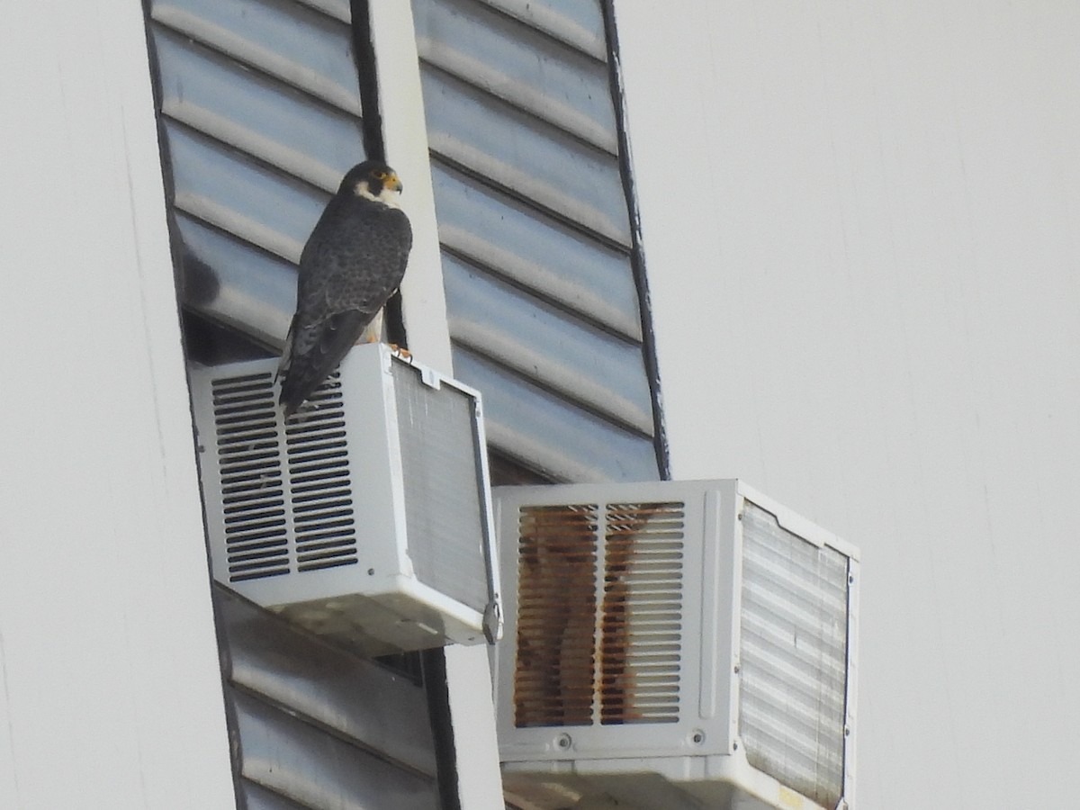 Belatz handia - ML644551001