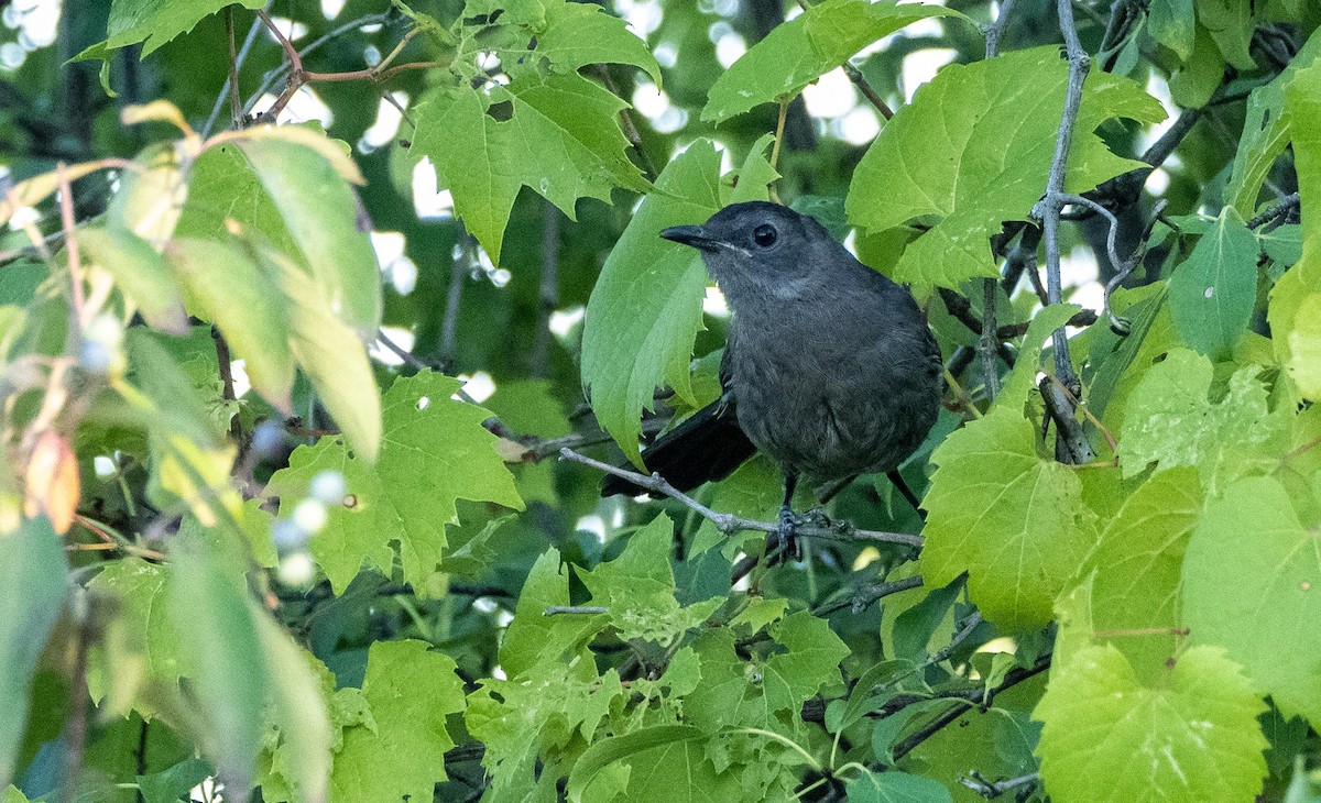 Gray Catbird - ML644551002
