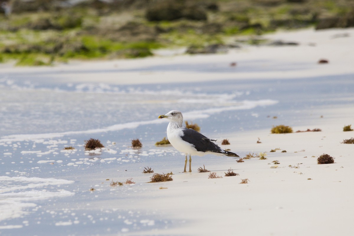 Lesser Black-backed Gull - ML644551003