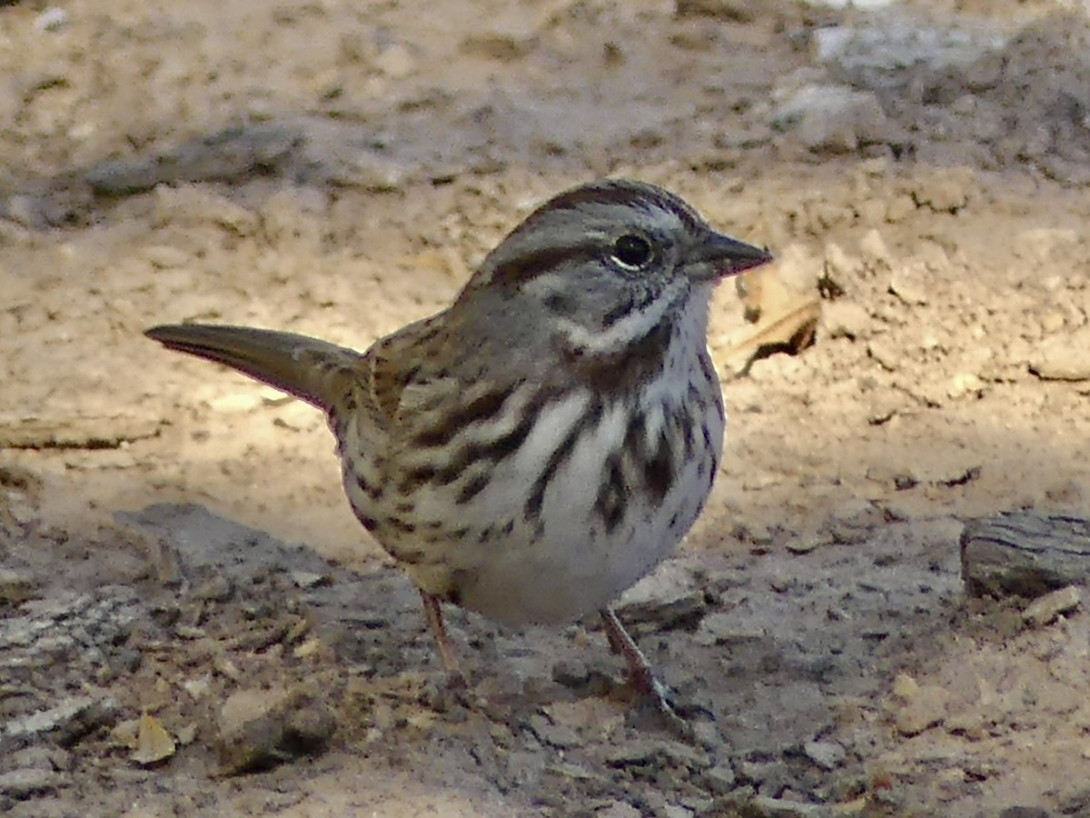 sangspurv - ML644551010