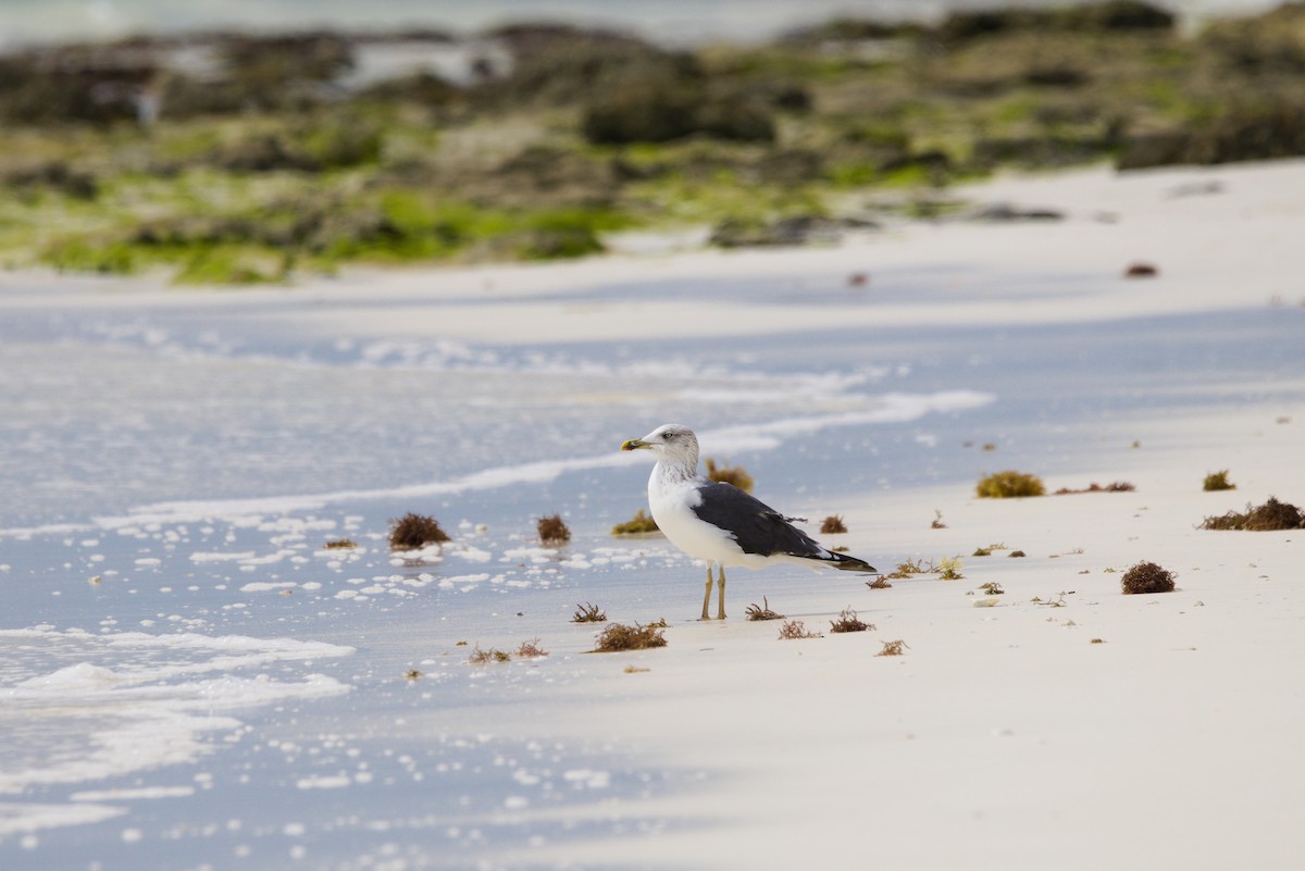 Lesser Black-backed Gull - ML644551011