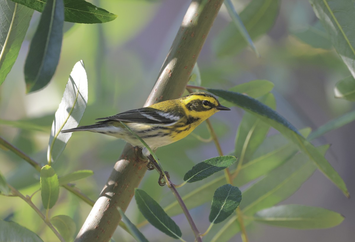 Townsend Ötleğeni - ML644551017