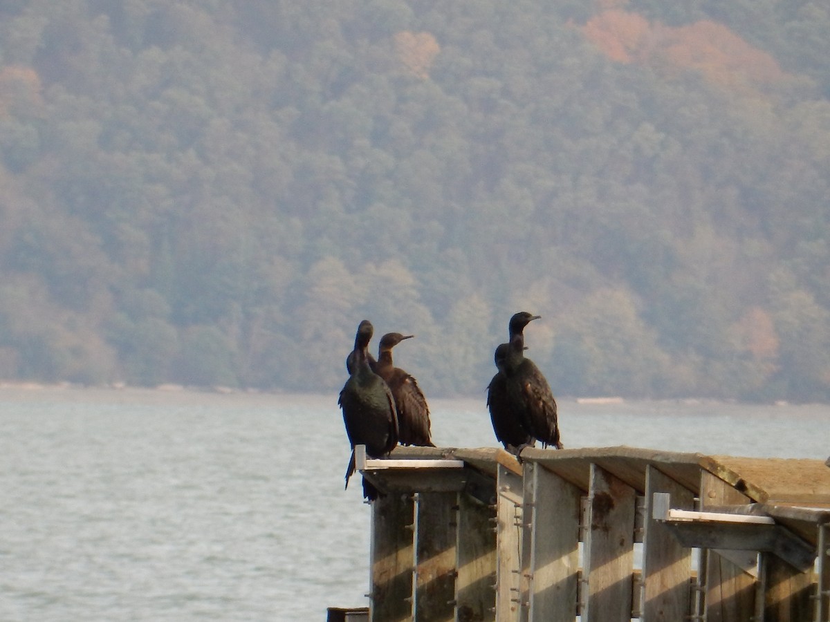 Pelagic Cormorant - ML644551018