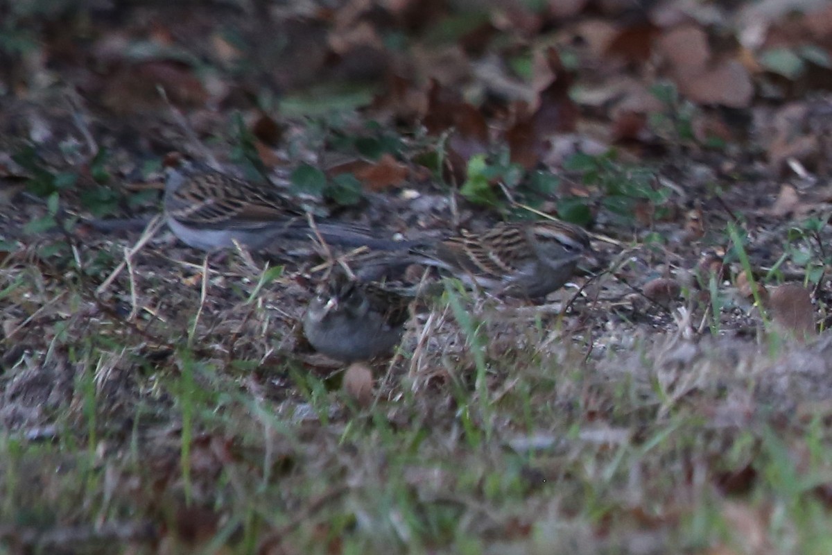 Bruant familier - ML644551021