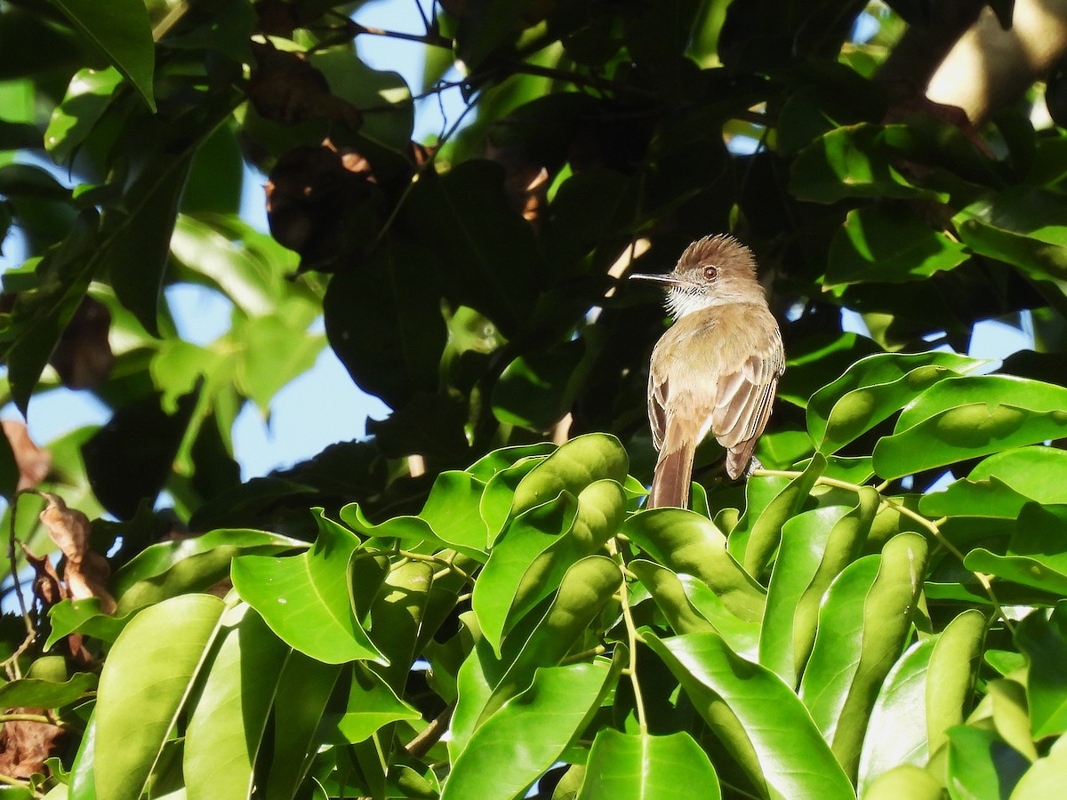 Puerto Rican Flycatcher - ML644551022