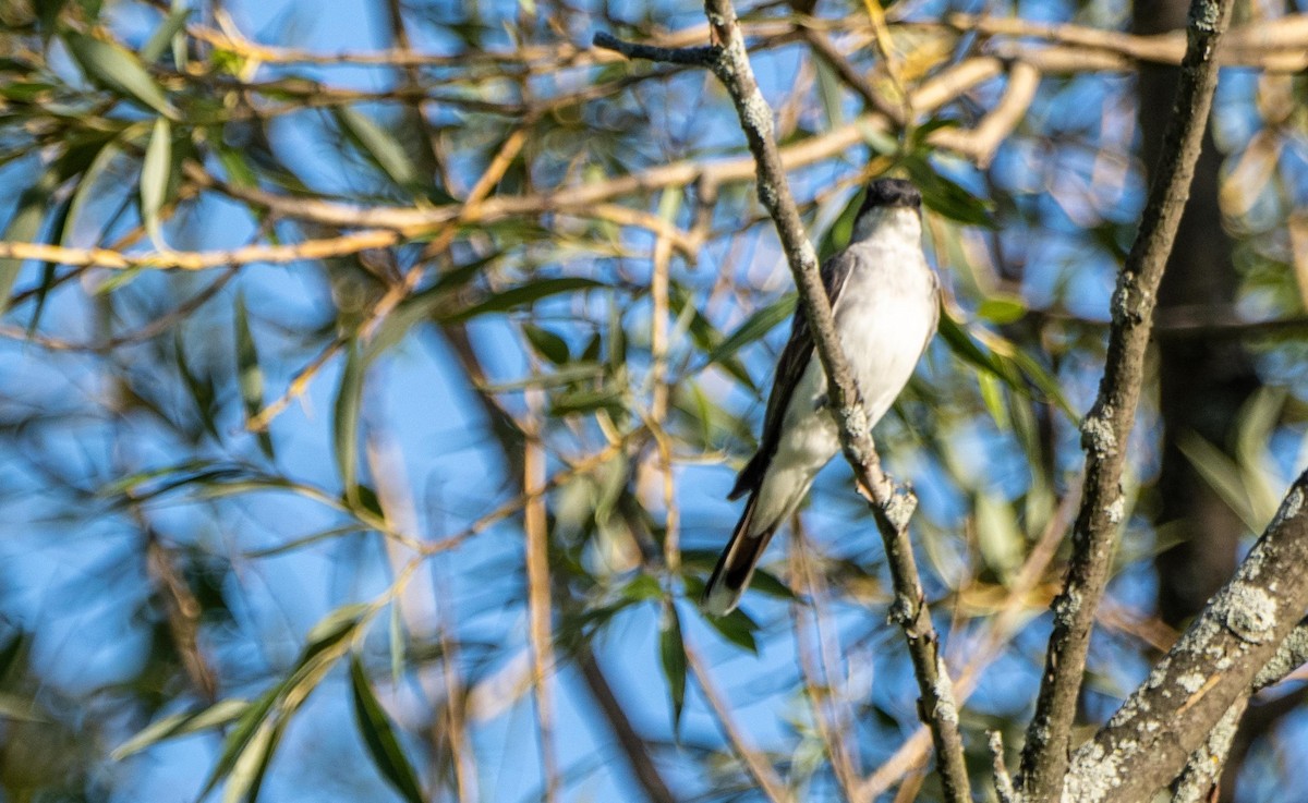 Tyran tritri - ML644551027