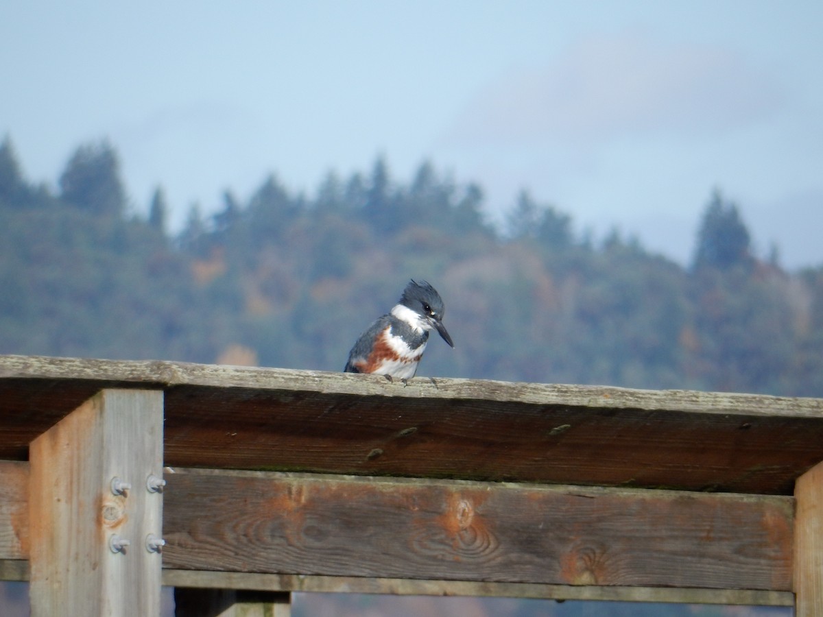 Belted Kingfisher - ML644551032