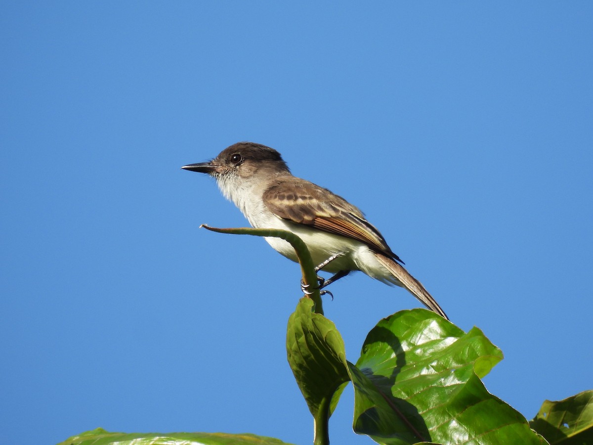 Puerto Rican Flycatcher - ML644551035
