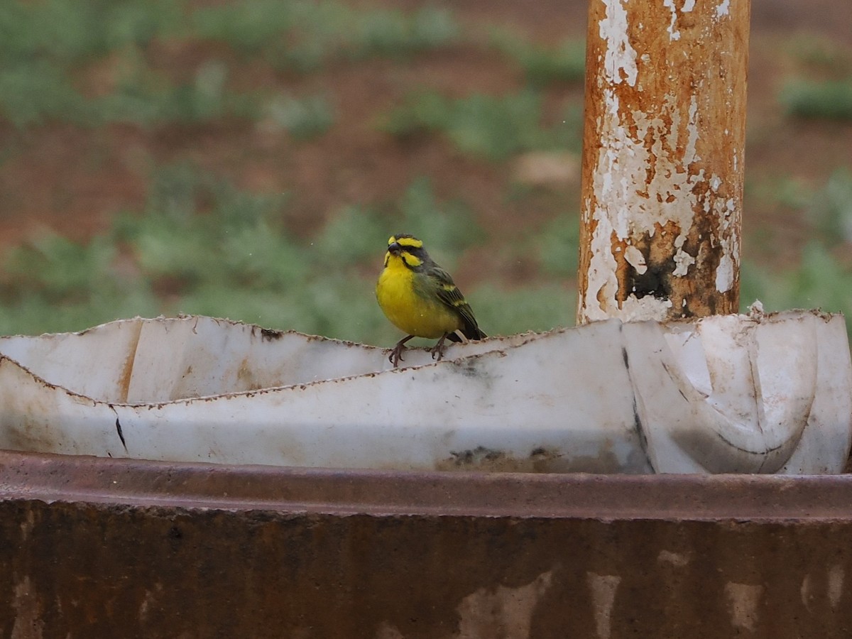 キマユカナリア - ML644551038