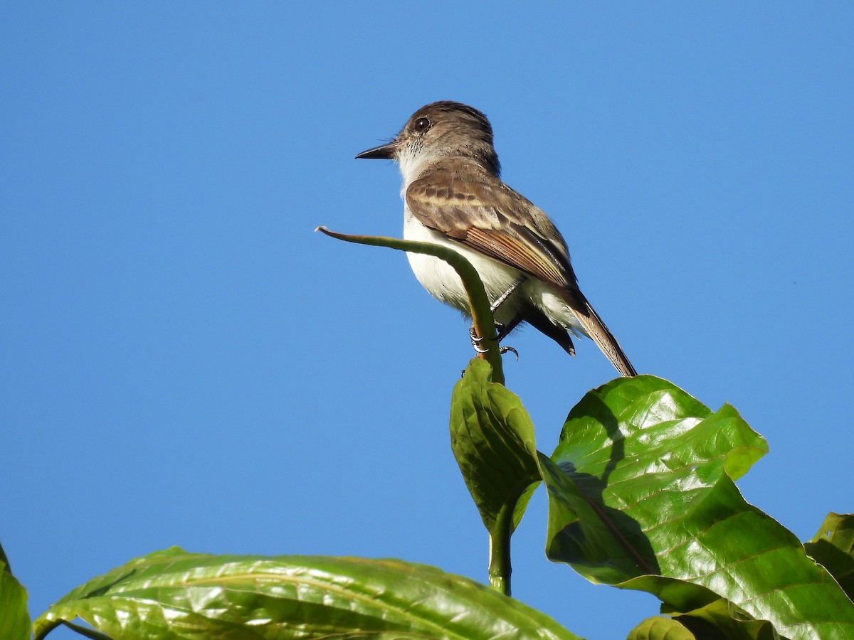 Puerto Rican Flycatcher - ML644551040