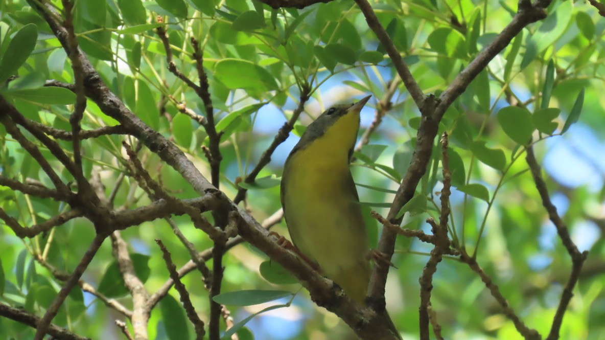 stryparula - ML644551042