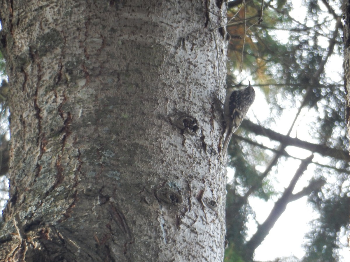 Brown Creeper - ML644551044