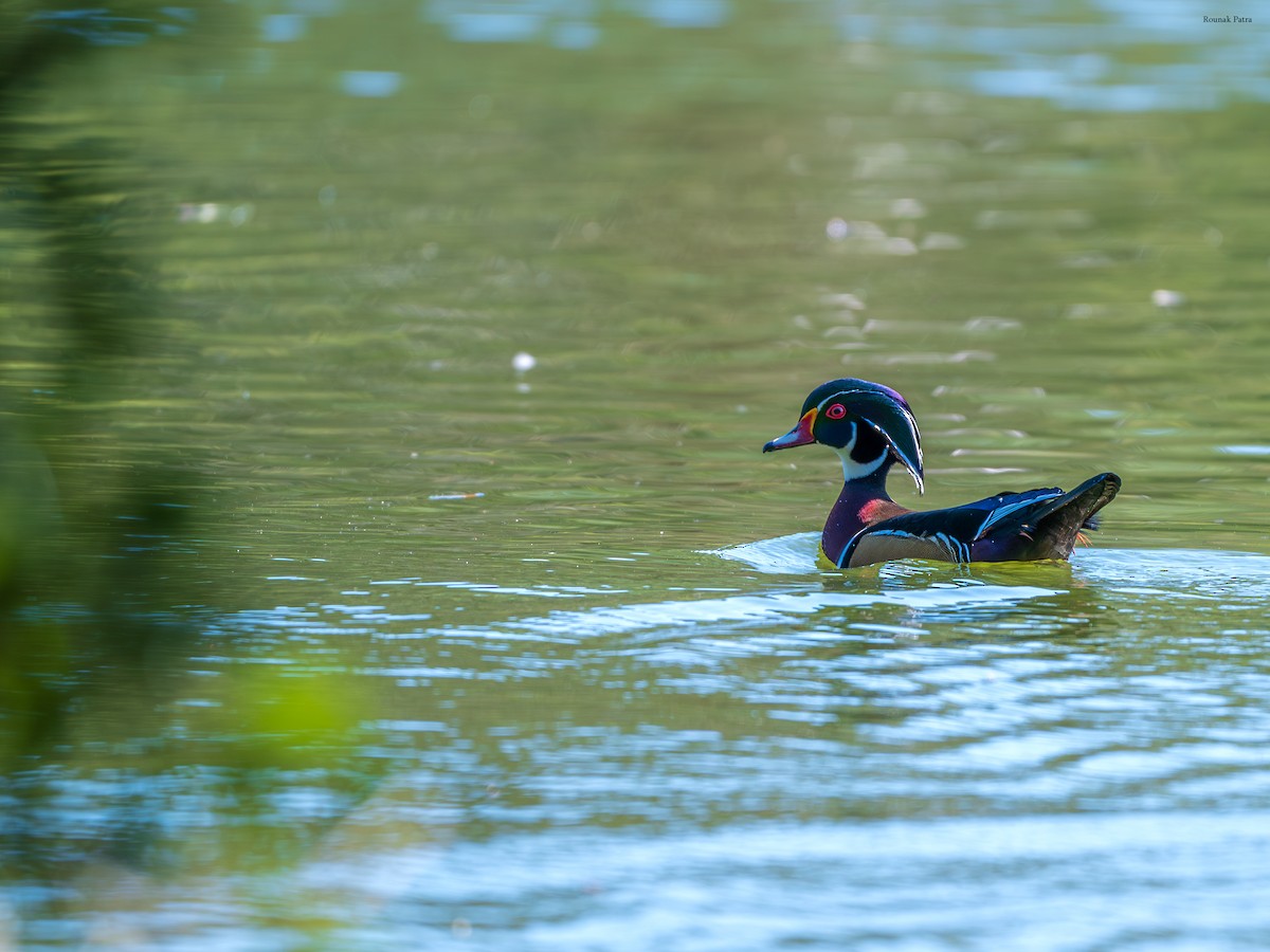kachnička karolínská - ML644551047