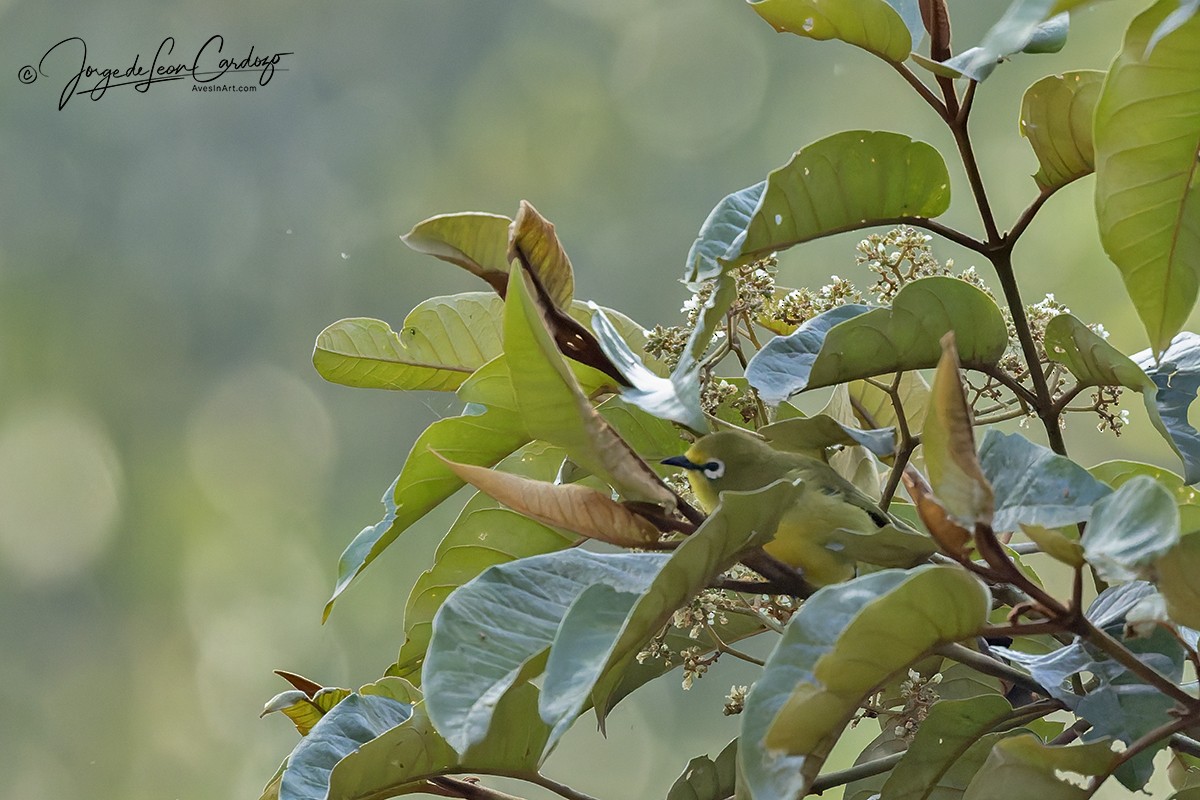 Northern Yellow White-eye - ML644551048