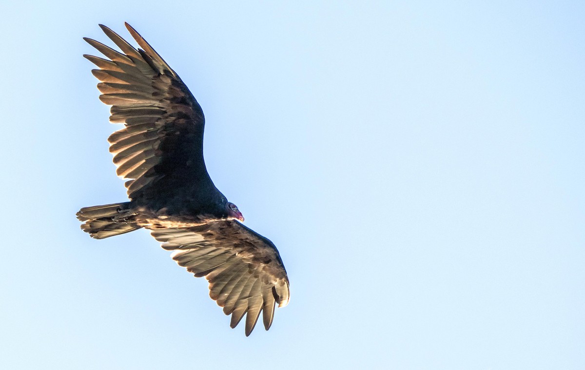 kalkunkondor - ML644551049