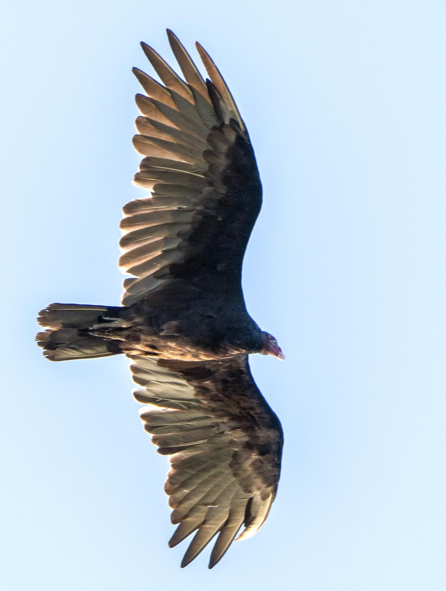 kalkunkondor - ML644551050