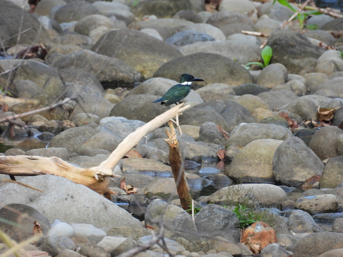 ミドリヤマセミ - ML644551051