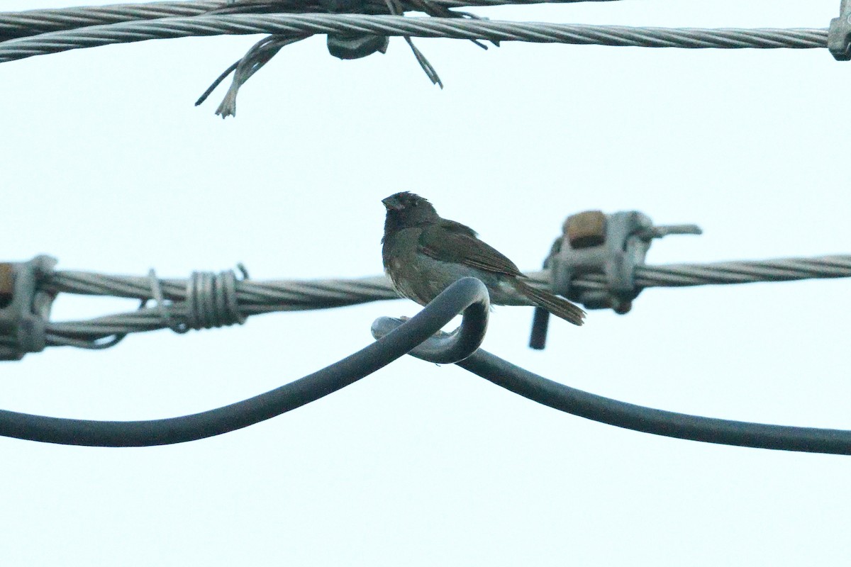 Cici verdinère - ML644551053