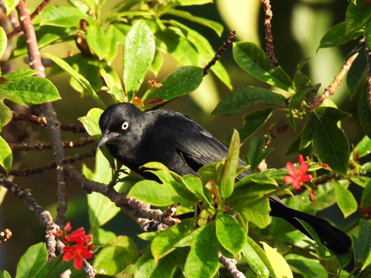 Greater Antillean Grackle - ML644551054