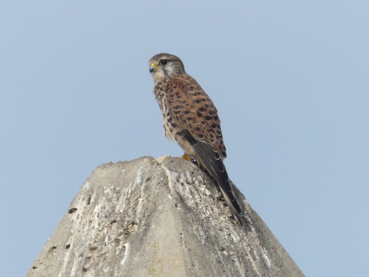 poštolka obecná - ML644551063