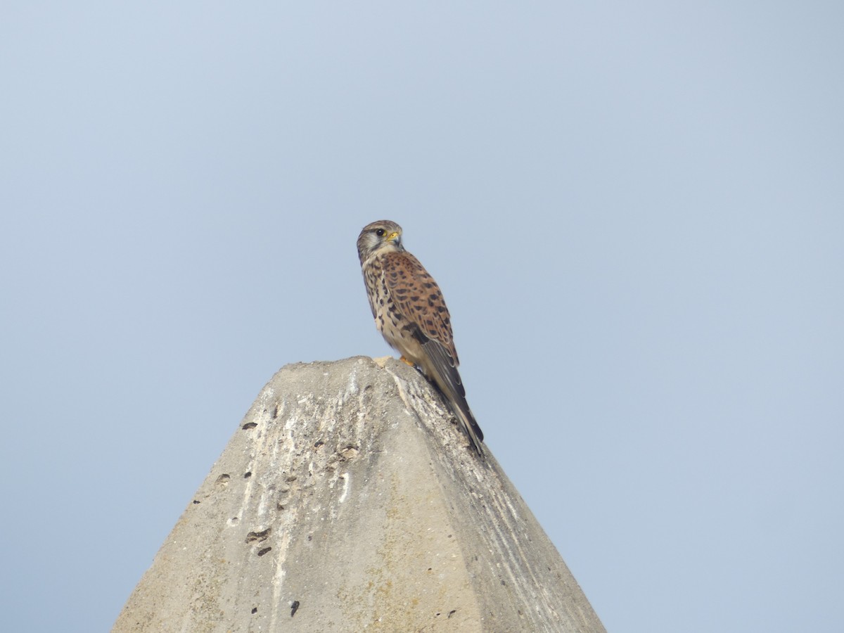 poštolka obecná - ML644551065