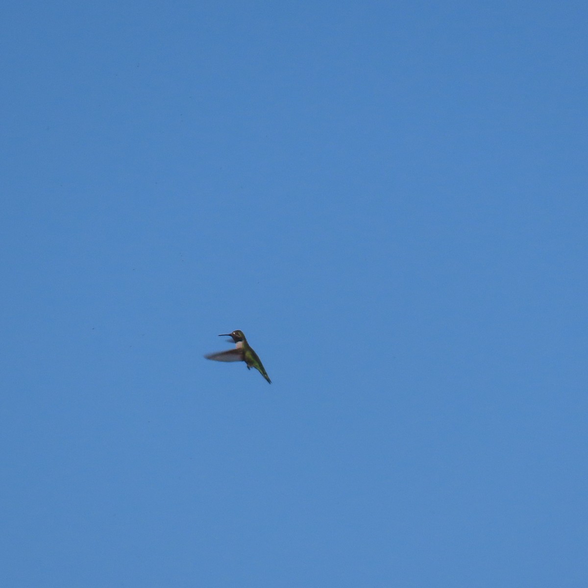 Anna's Hummingbird - ML644551066