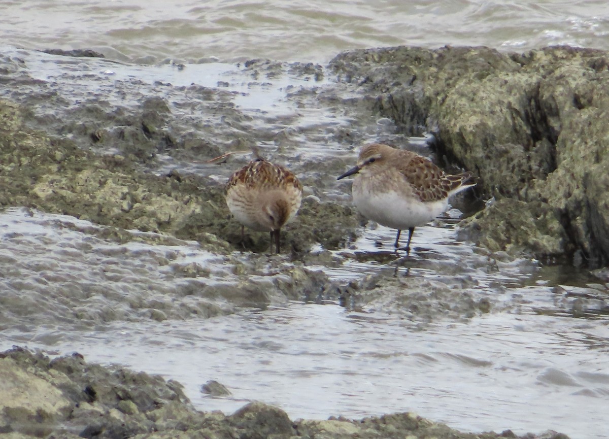 jespák tundrový - ML644551089