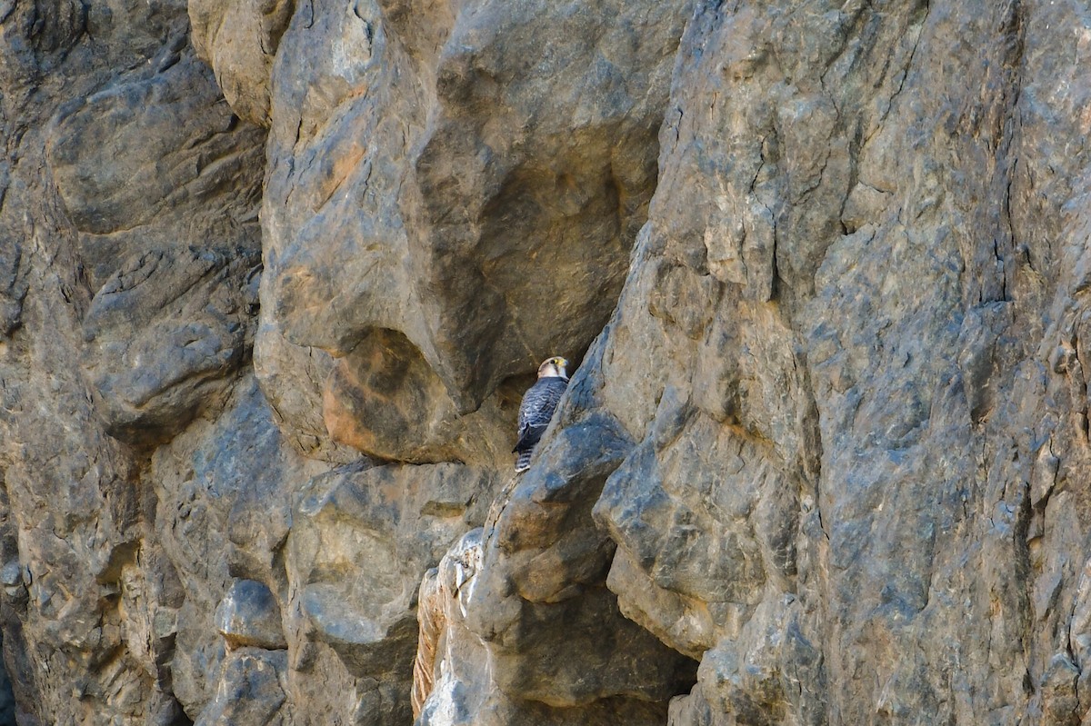 raroh jižní - ML644551093