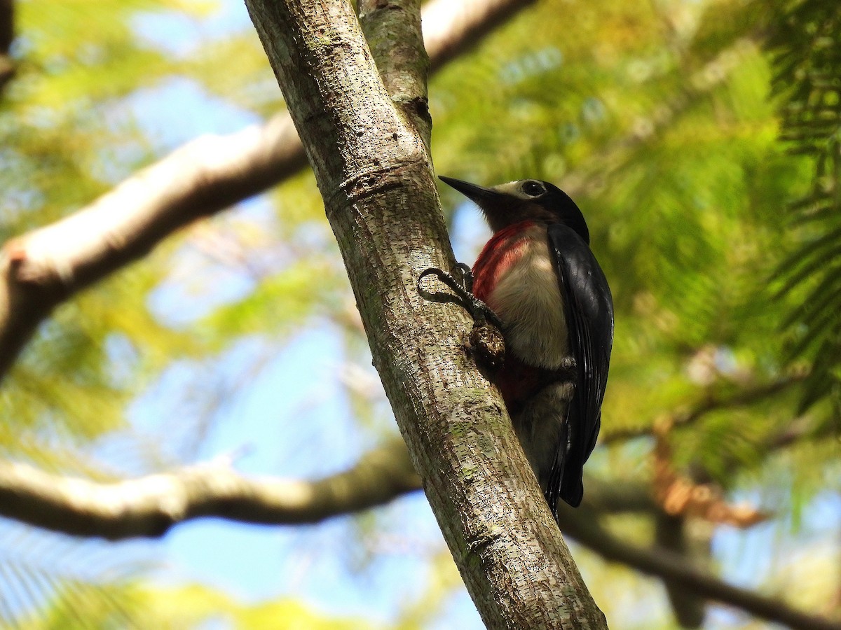 Pic de Porto Rico - ML644551096