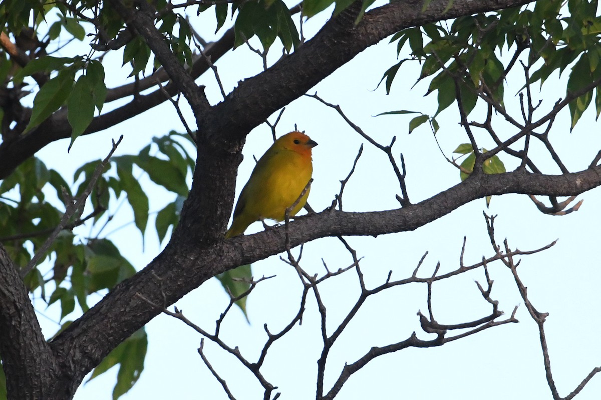 Saffron Finch - ML644551097